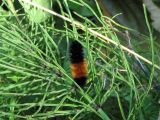 Day 4 - Hummocks - Banded Woolybear catepillar (Pyrrharctia isabella)